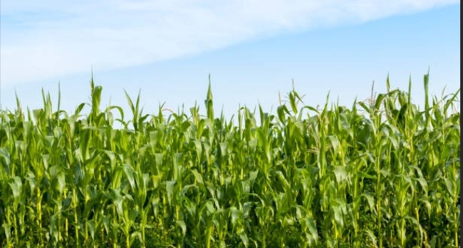 Maize and Sorghum